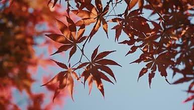 4k实拍红枫叶植物风景唯美空镜视频的预览图
